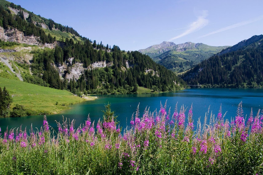 Paysage de plantes médicinales Arêches Beaufort