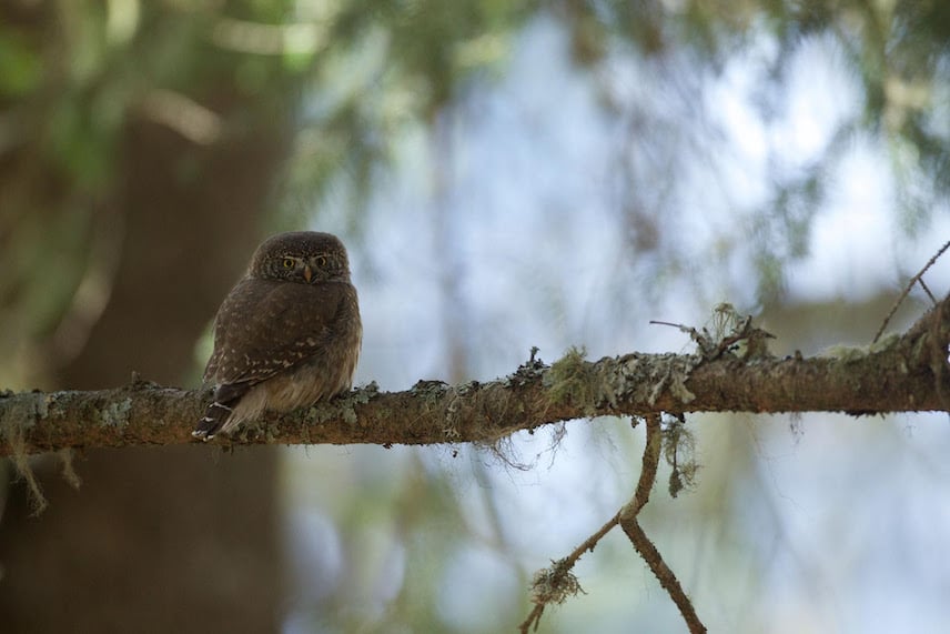 Chouette chevêchette sur une branche d'arbre