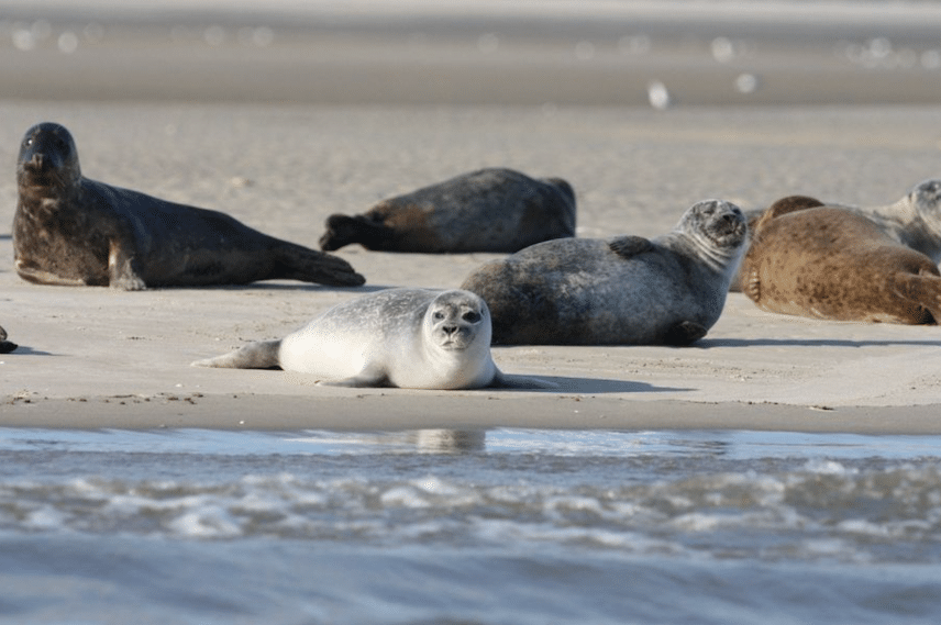 Phoques allongés sur une plage en Baie de somme