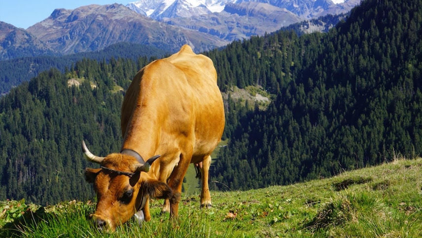 Vache en train de brouter dans un pré