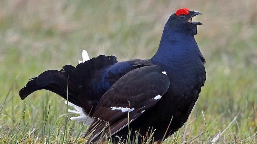 Espèce d'oiseau protégée Tétra-Lyre