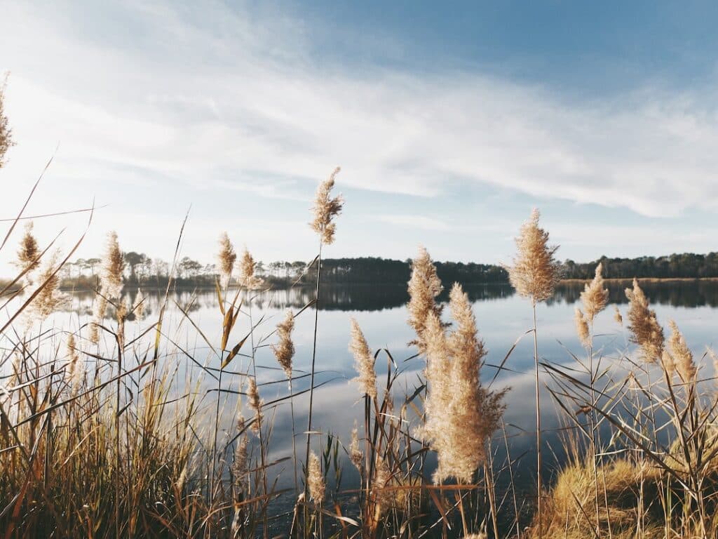 Lac et roseaux pour illustrer le tourisme durable