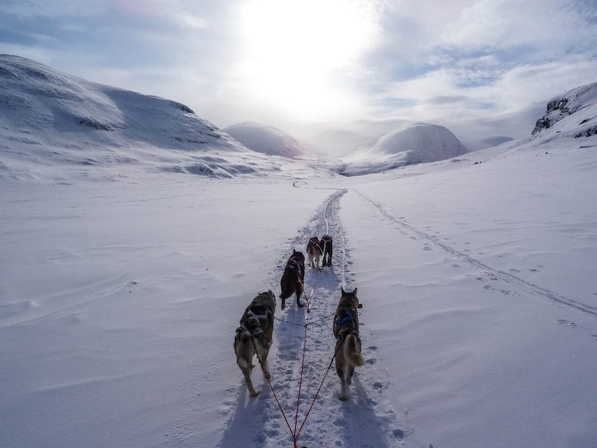 Activité chiens de traîneaux à la montagne